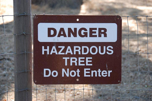 Tree Hazard